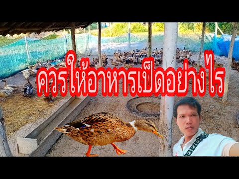 ควรให้อาหารเป็ดอย่างไร