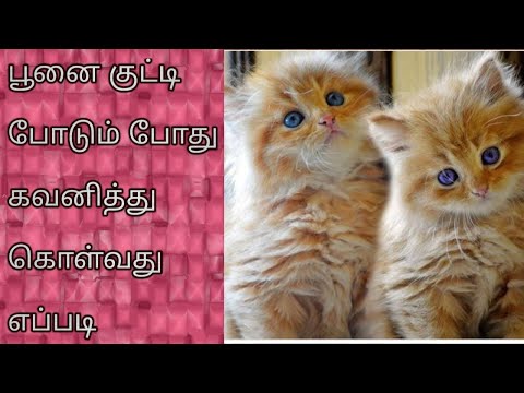 பூனை குட்டி போடும் போது கவனித்துக்கொள்வது எப்படி| How to Take Care When Cat Giving Birth