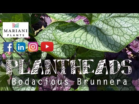 PLANTHEADS - Bodacious Brunnera