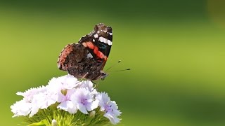 Download Lagu Seasons  Årstider 1080 HQ  Western Norway MP3