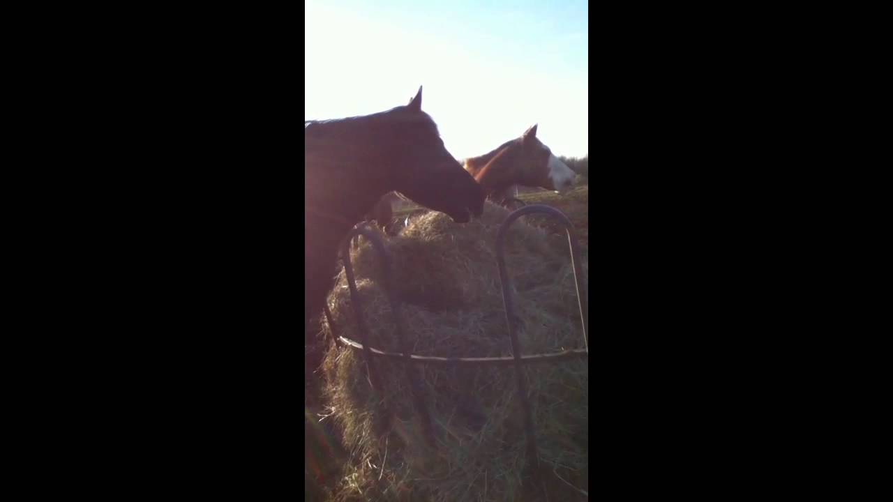Nickered Horses nickering and whinnying - YouTube
