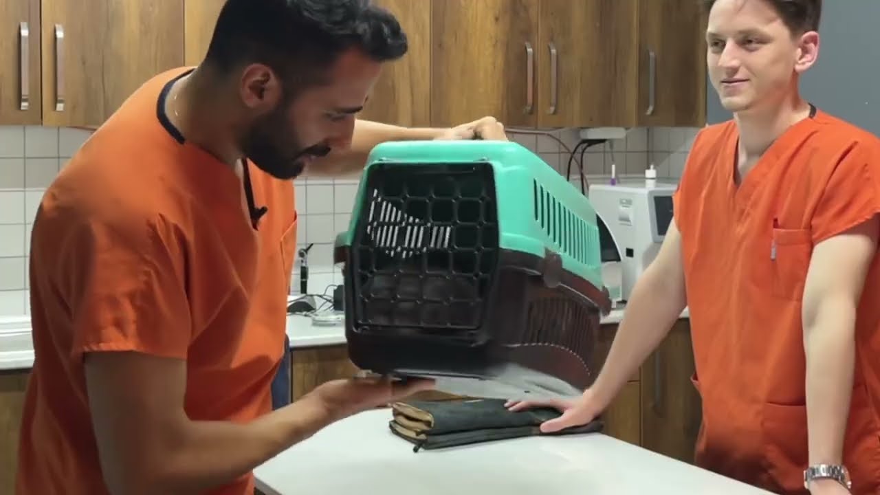 SALDIRGAN BİR KEDİ İLE SAVAŞMAK (BURUN TIKALI)