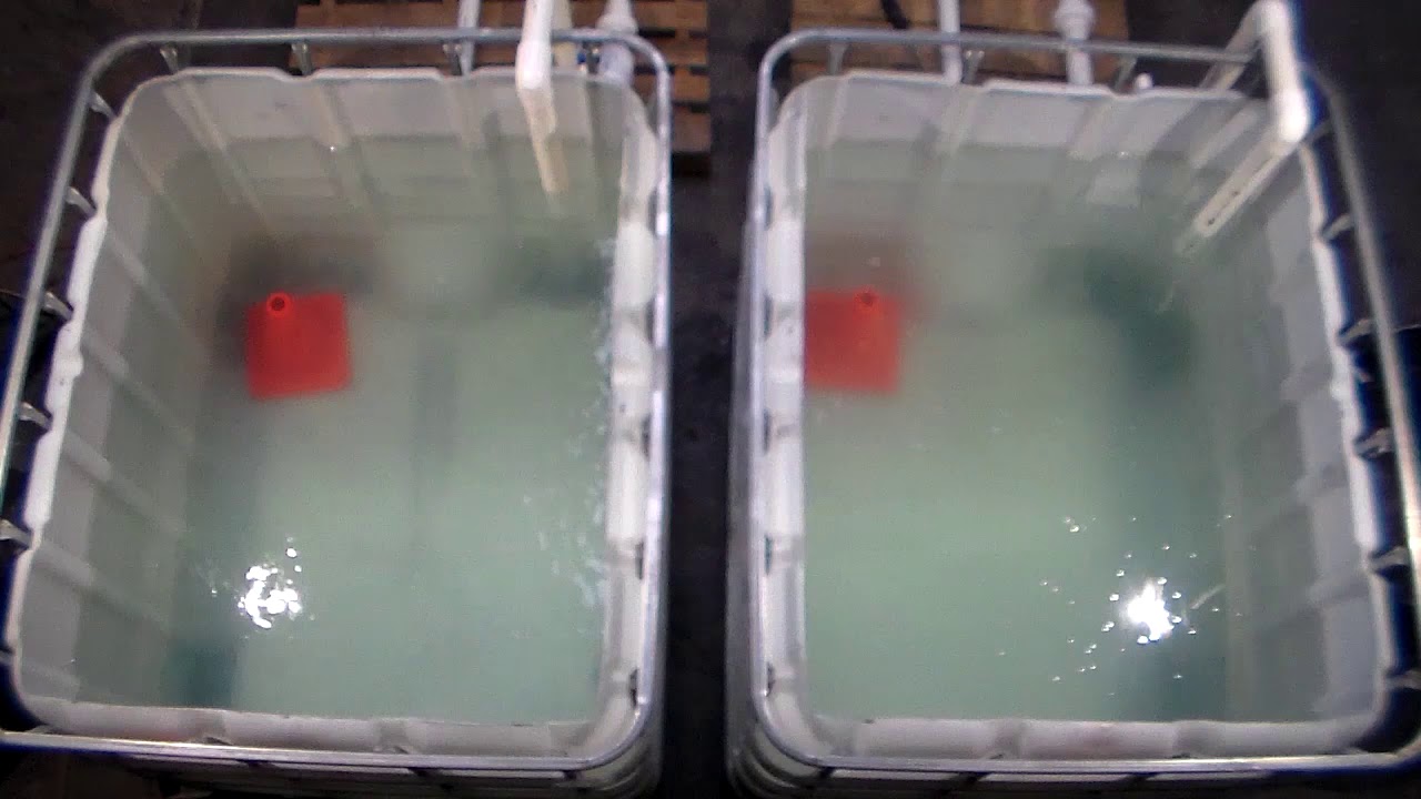 Pool Tiger turbidity chlorine 2