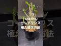 アデニウムコーデックスを植え替えよう!お洒落に大変身!#観葉植物インテリア #観葉植物 #観葉植物育て方 #観葉植物のある暮らし #植え替え #植物 #コーデックス
