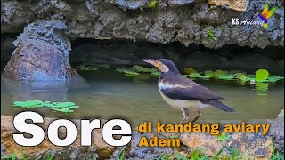 Nambah Burung Lagi, Kandang Aviary Jadi Ramai