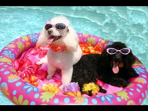 Try Not To Laugh Challenge Hardest Ever Cats And Dogs Try Not To Laugh Challenge Hardest Ever Cats And Dogs
