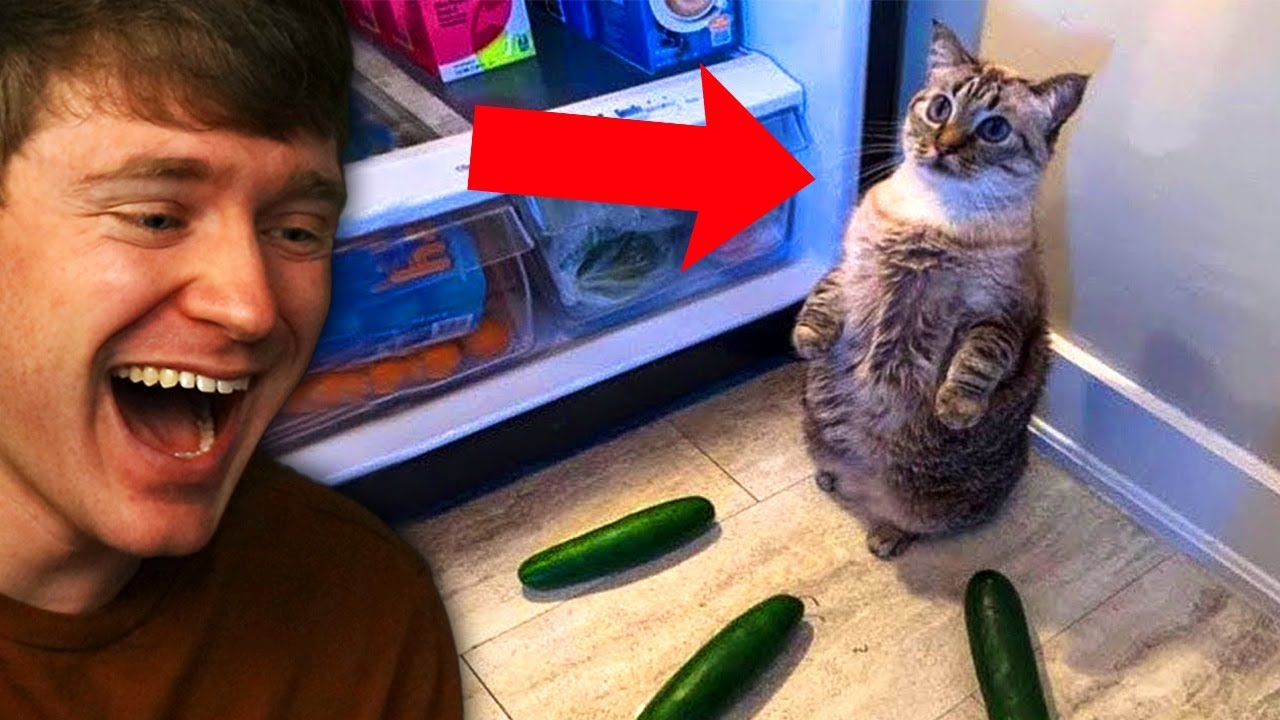 Try Not to Laugh IMPOSSIBLE challenge!