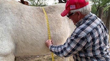 How to Measure for Cinches — Mules and Donkeys