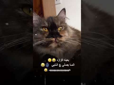 بعينه قزازه