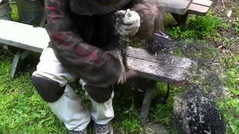 How to rescue a rat snake from bird netting