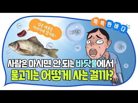 사람은 마시면 안 되는 바닷물에서 물고기는 어떻게 사는 걸까? [똑똑한 바다]