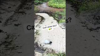 🤢Can I drink this?🤢 #natural #florida #spring #clearwater