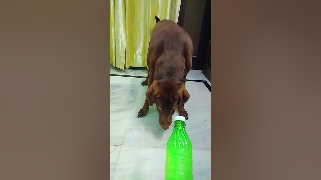 apni-country-ka-naam-batao-viral-subscribe-comedy-youtube