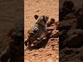 What If This Tiny Desert Creature Was Real? 😳🏜️