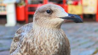 Close-up Video Portrait of a Juvenile European Herring Gull [4K]