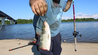 Giant Baits for Giant Fish from The Bank. Catfish Smackdown!