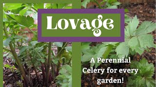 Lovage: Perennial Celery, Perfect for Food Forests, Veggie Gardens, & Fruit Guilds