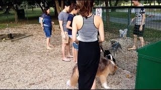 Big Dogs Fighting In Dog Park