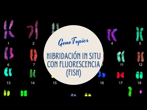 Video: ¿Qué puede detectar la hibridación in situ fluorescente?