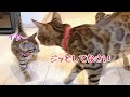 母猫と生後1ヶ月の子猫がニャーニャー大合唱してます!