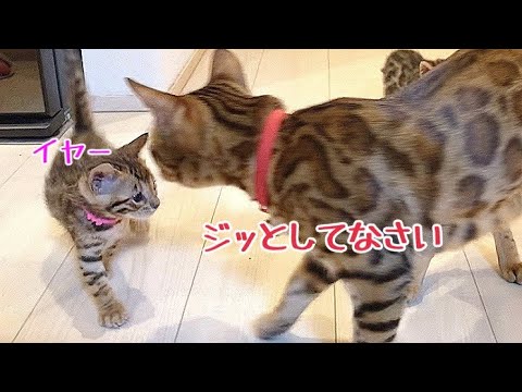 にゃんたま たま駅長オフィシャルグッズショップ