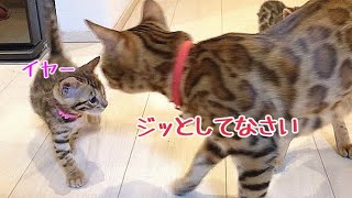 母猫と生後1ヶ月の子猫がニャーニャー大合唱してます