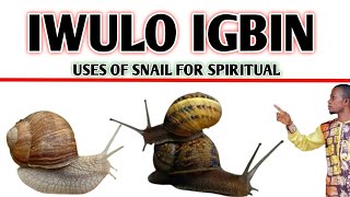 Iwulo Igbin
