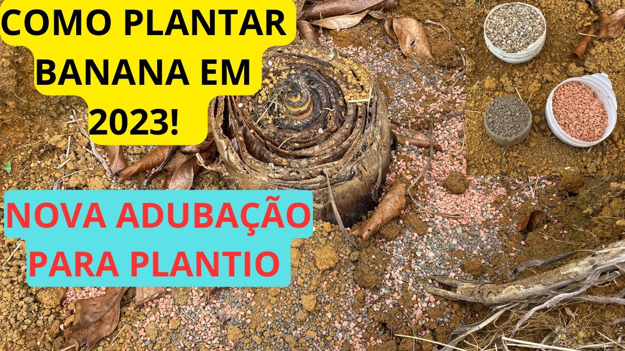 COMO PLANATAR BANANA EM 2023 | ADUBAÇÃO PARA PLANTIO DE BANANA | COMO PLANTAR MUDA DE BANANA