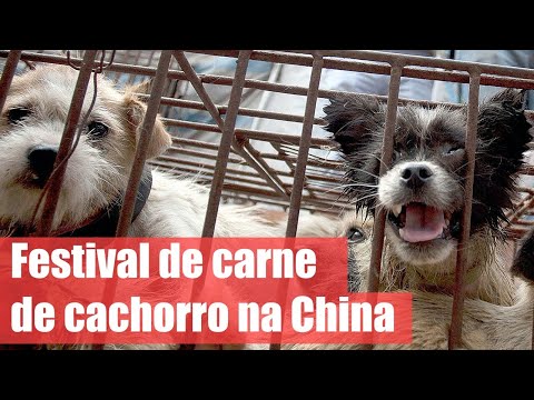 Yulin. O festival de carne de cão que indigna a maioria dos chineses