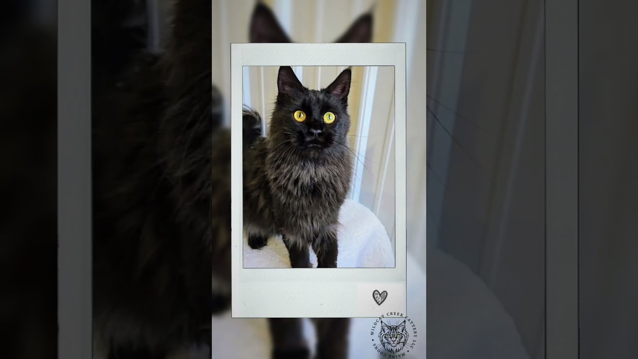 Wildcat Creek Cattery LLC Maine Coons