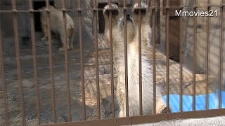 Polar Bear cub tried to climb the cage！こぐま檻登りに挑戦!
