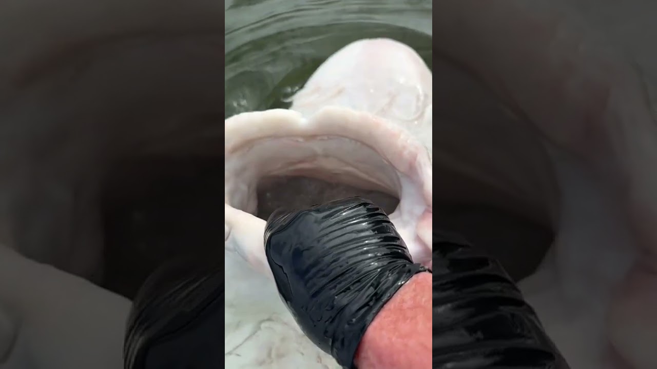 Would You Stick Your Hand Near This Mouth? 😳🐟