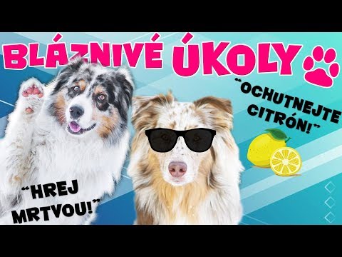 Video: Jak Plenka Trénovat Vašeho Psa