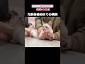 元野良猫初めての病院でこうなっちゃいました!!【保護猫100日記録〜62日目】 #ネコ #子ネコ #ねこ