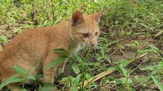 Heartwarming Morning With My Cats 😻🌿 Adorable Kittens Eating & Playing | Paw & Hoof Life