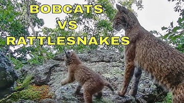 BOBCATS VS RATTLESNAKES