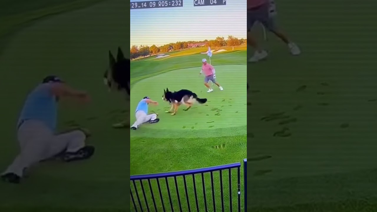 CCTV Chaos: Massive Black German Shepherd Invades Elite Golf Course! 😂🏌️‍♂️🐕
