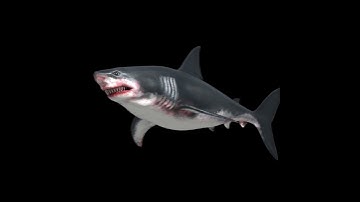 Shark zbrush modeling + c4d motion