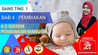 SAINS TINGKATAN 1 : BAB 4 PEMBIAKAN | 4.2 SISTEM PEMBIAKAN MANUSIA