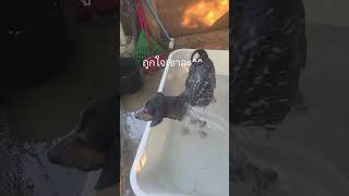 เริ่มสาดก่อนใครเพื่อนเลย^^#dogs #doggielife #viral #pets #water