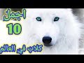 اجمل 10 كلاب في العالم 