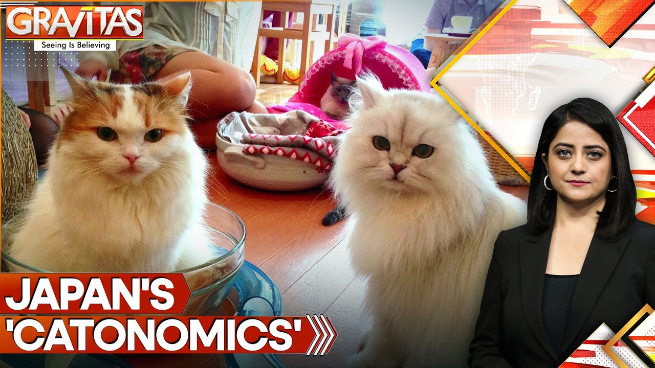 Japan's 'Catnomics' Boom: How Cats Became A Multi-Billion Dollar