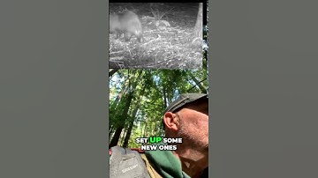 Lost Trail Cameras? Discovering Forest Secrets with Squirrels! #shorts