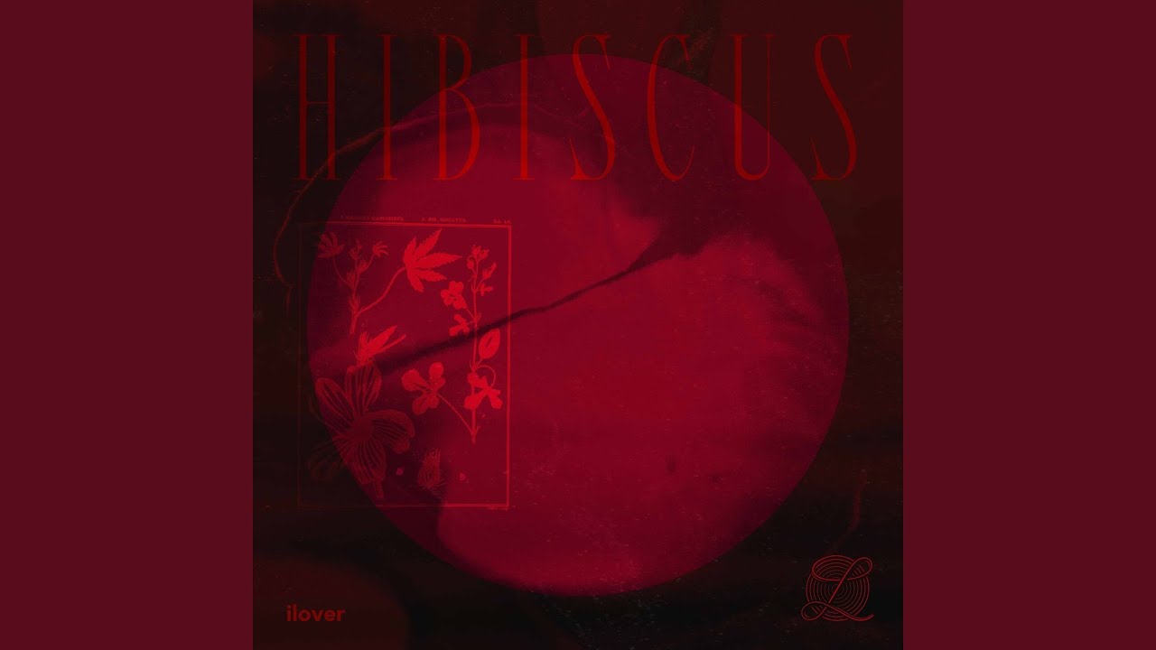 Watch Hibiscus on YouTube Watch Hibiscus on YouTube