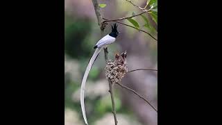 Beauty of nature #bird #nikon #wildlife #travel