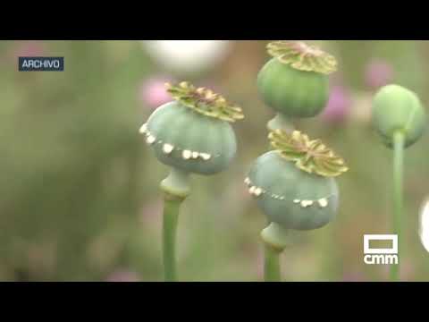 Video: Flor de amapola: descripción de la planta