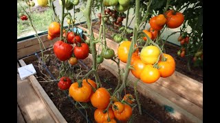 картинка: Изумительные сорта томатов Виталия Алифирова