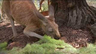 News Hounds: The Mutt-Cracker