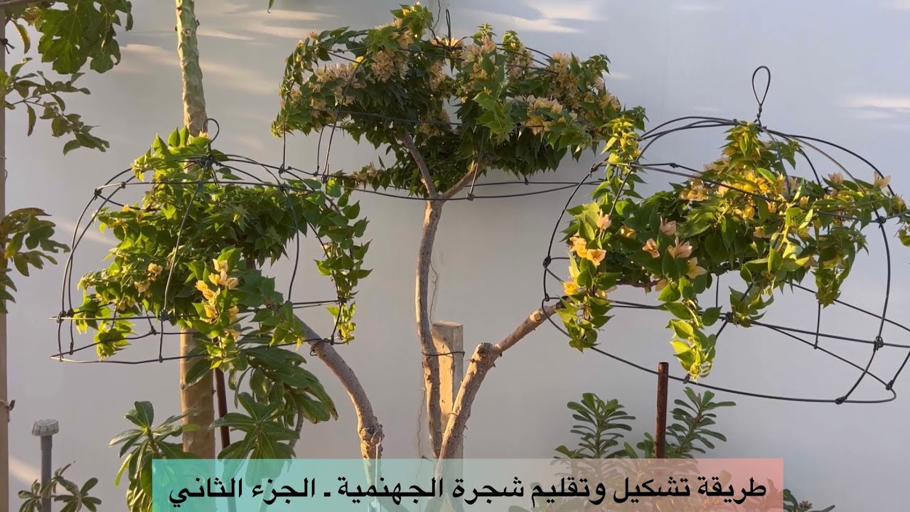 تشكيل وتقليم شجرة الجهنمية ـ الجزء الثاني |  shape and prune the bougainvillea tree - Part Two