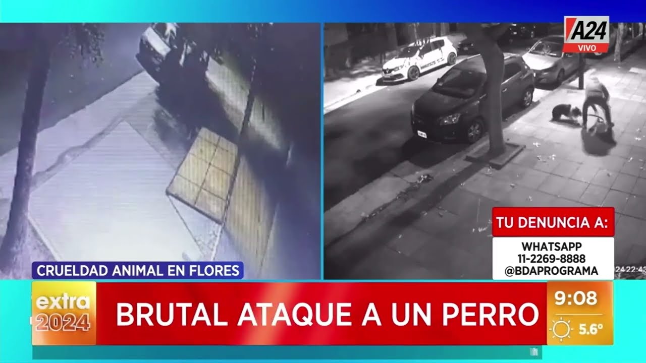 Brutal maltrato animal: le dio una paliza a su perro y todo quedó grabado